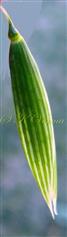  Glume